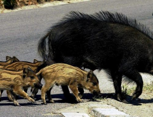 Atropello de animales en la reforma de la Ley de tráfico del 2014