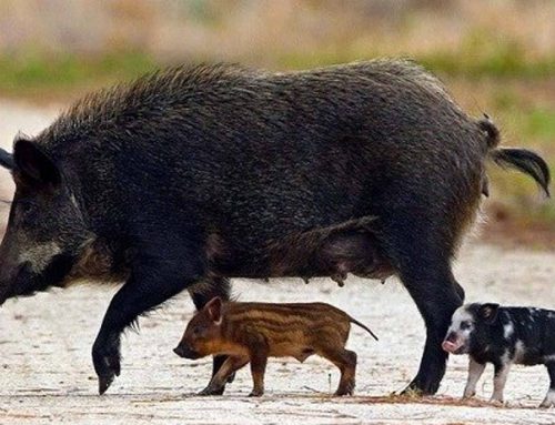 Accidente por atropello de animales