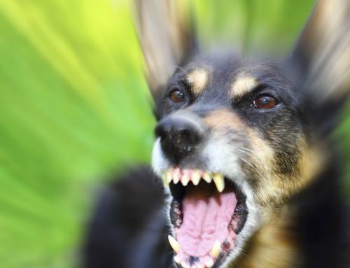 Ataque de perro con pérdida de oreja