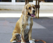 La nueva Ley de Bienestar Animal y el seguro de responsabilidad civil para perros