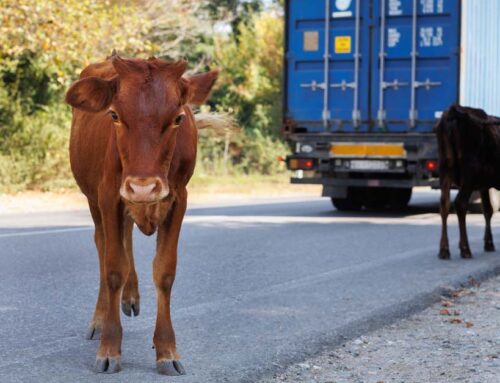 Responsabilidad en Accidentes de Tráfico con Animales