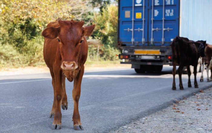 Responsabilidad en Accidentes de Tráfico con Animales